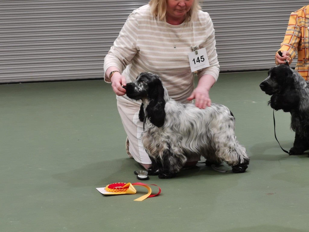 Blue Vroland - The Championship show of the Cocker Spaniel Club