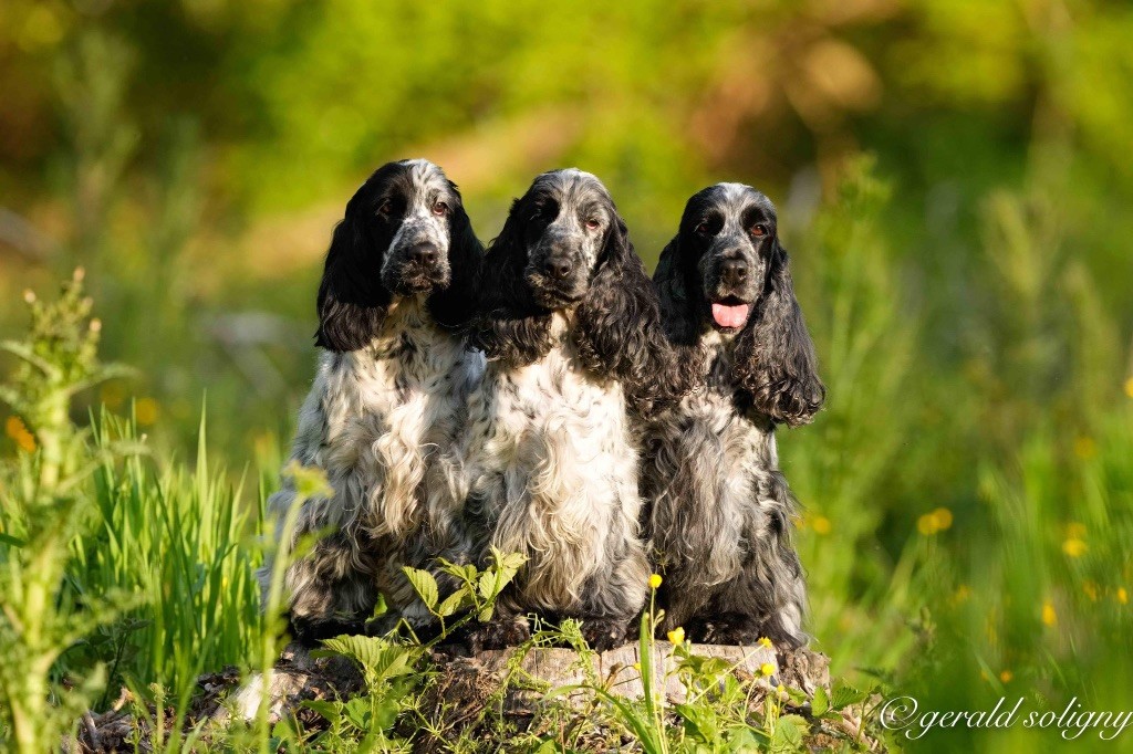 Photos Una, Chacha and Molly - Gerald Soligny - mai 2023