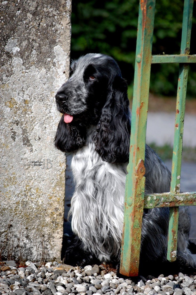 Baloo photos with Joe Belyss
