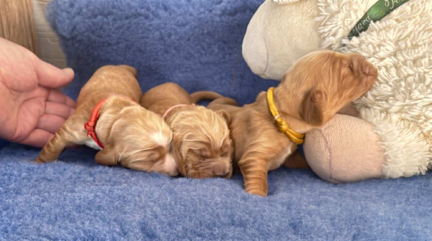 Blue Vroland - Chiots disponibles - Cocker Spaniel Anglais