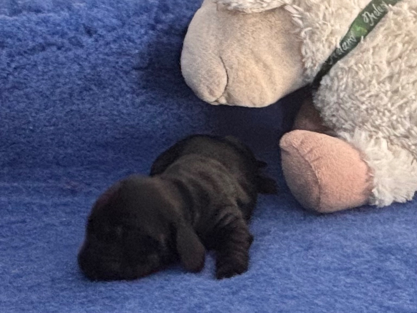 Blue Vroland - Chiots disponibles - Cocker Spaniel Anglais