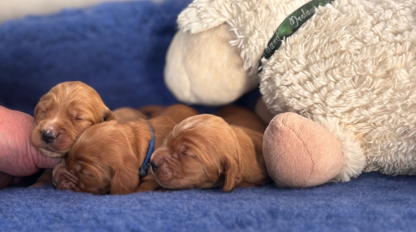 Blue Vroland - Chiots disponibles - Cocker Spaniel Anglais