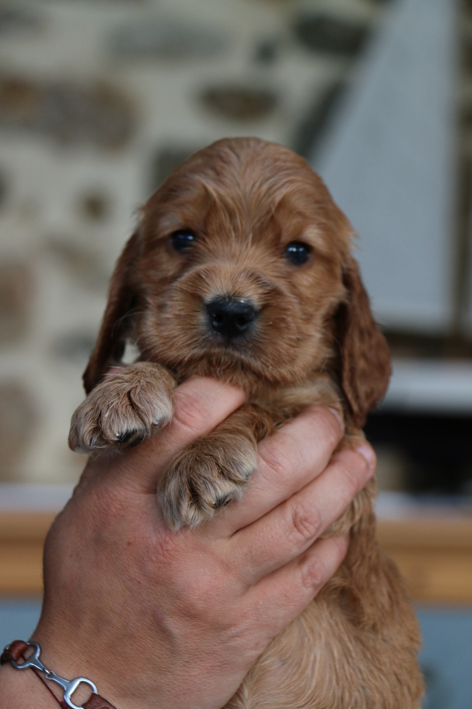 Blue Vroland - Chiots disponibles - Cocker Spaniel Anglais